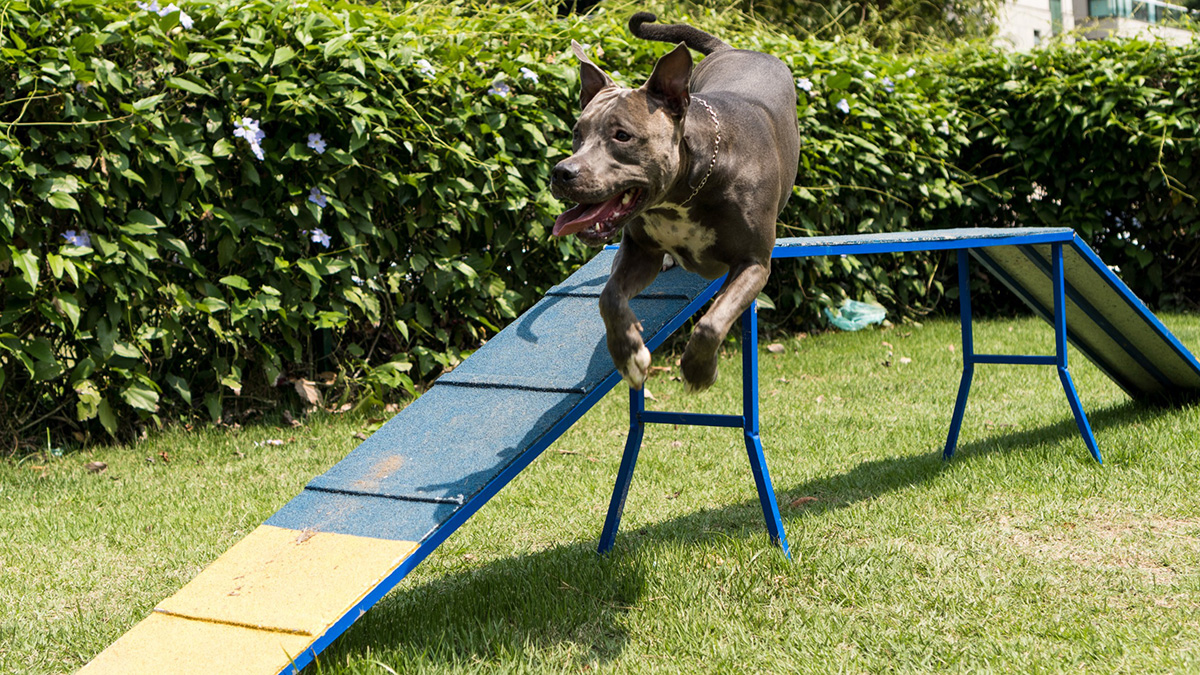 pet playground game (3) 宠物游乐场游戏 (3)