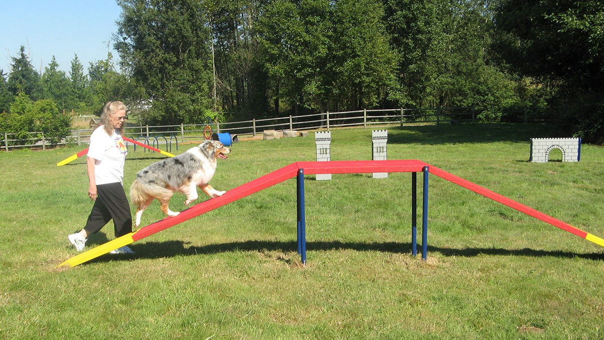 pet playground game (5) 宠物游乐场游戏 (5)