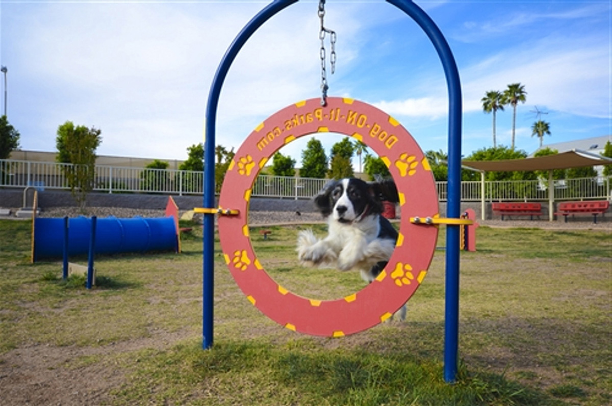 pet playground game (2) 宠物游乐场游戏 (2)