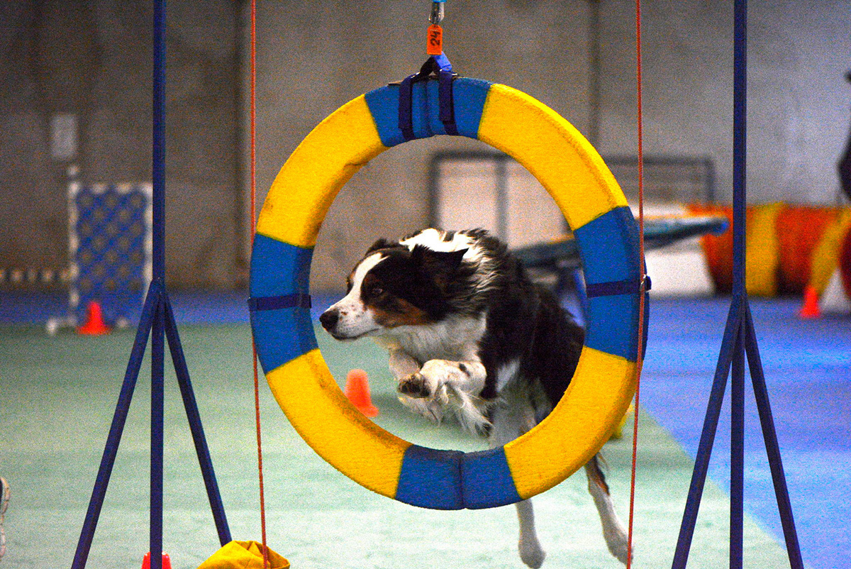 pet playground game (3) 宠物游乐场游戏 (3)