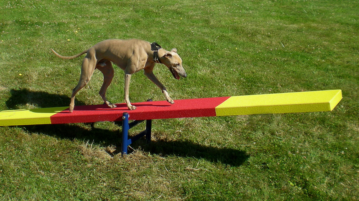 pet playground game (3) 宠物游乐场游戏 (3)