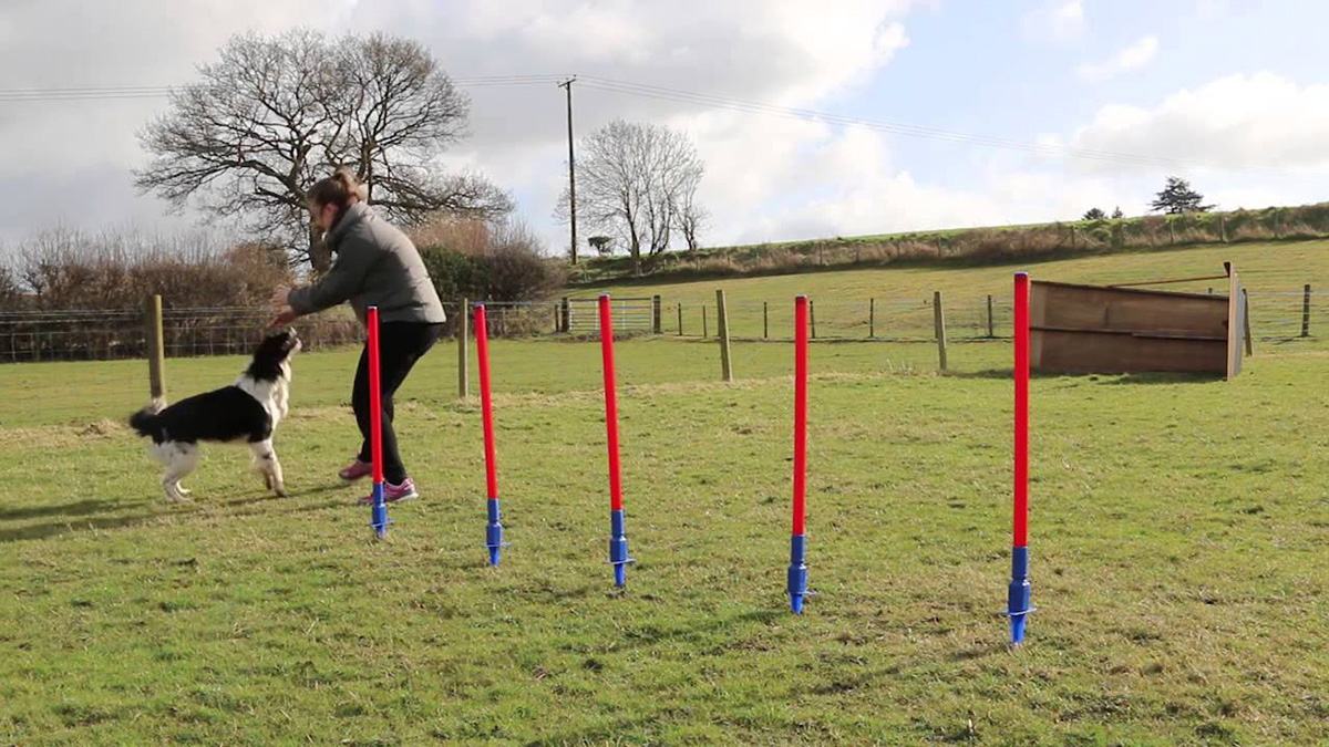 宠物游乐场游戏 (3)