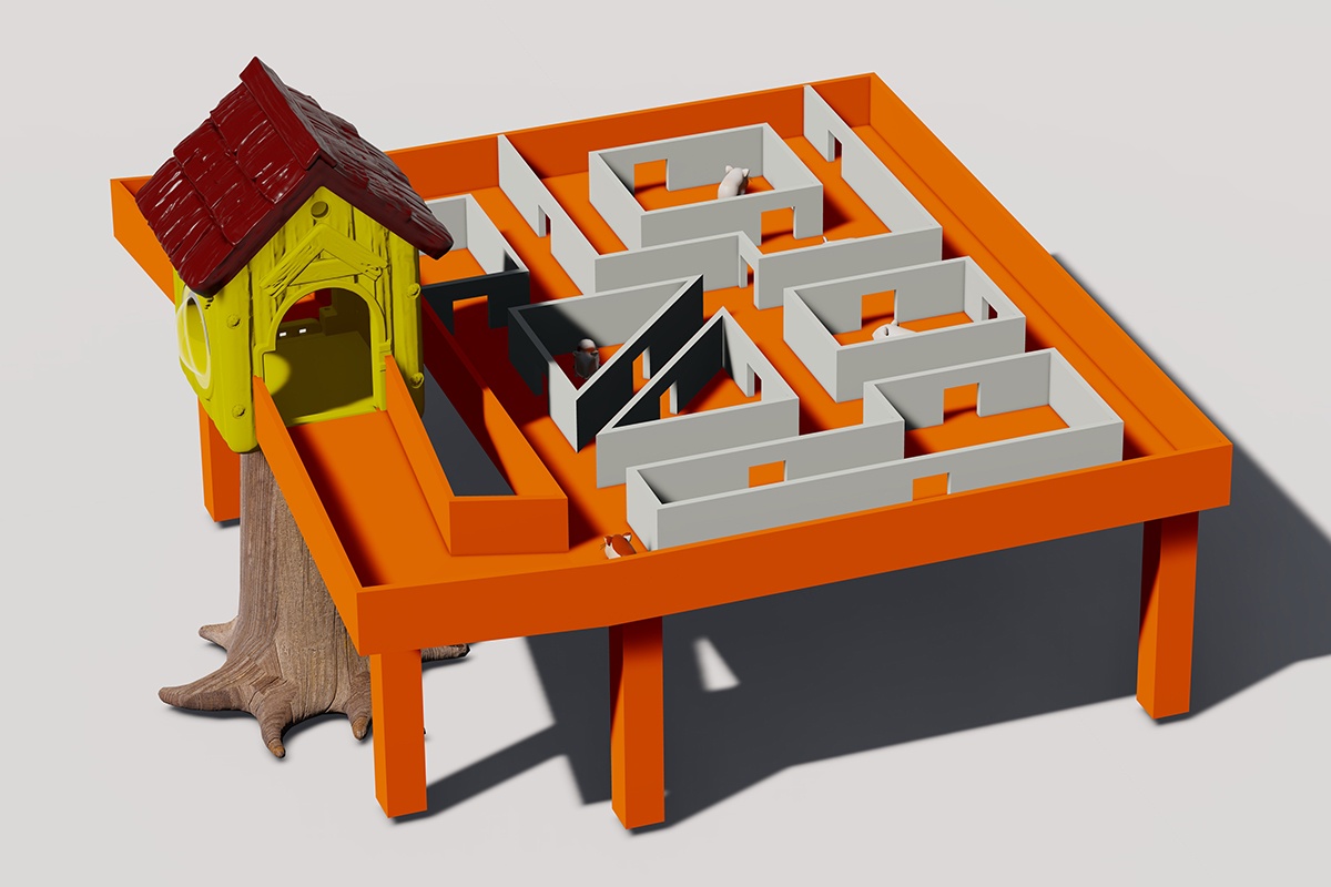 感官丰富豚鼠迷宫（2）