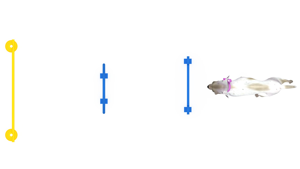 宠物游乐场游戏 (2)