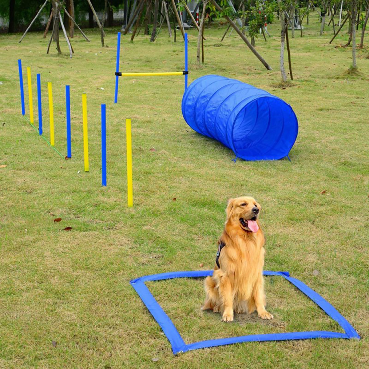 宠物游乐场设备供应商 (1)