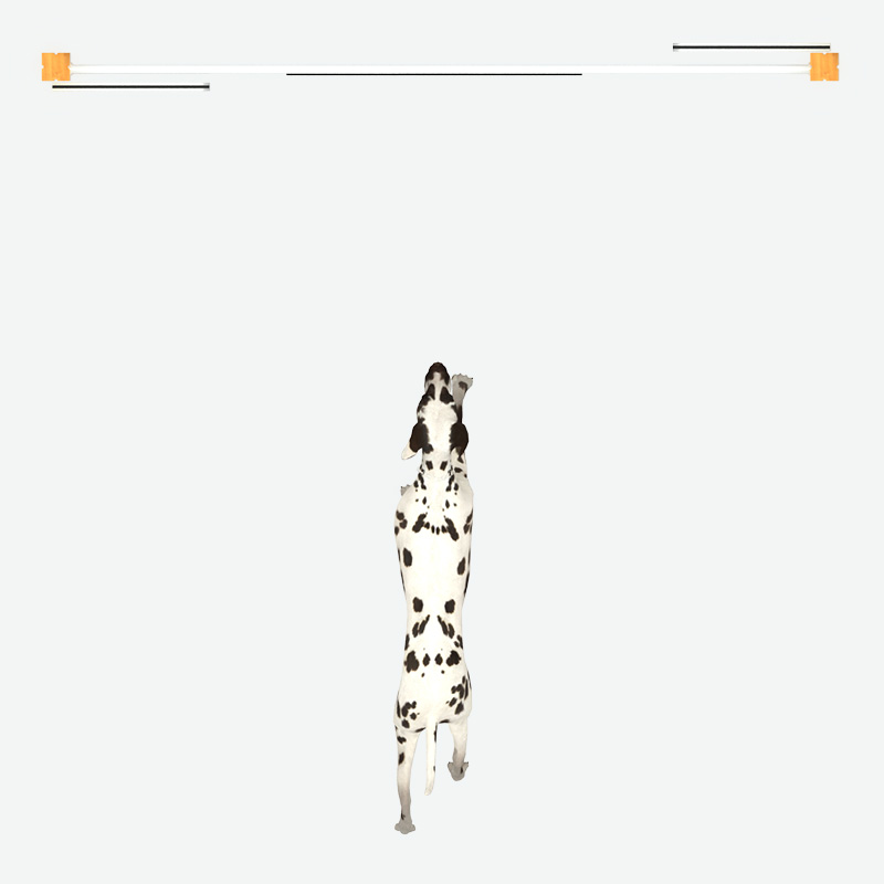 箍杆跳吧，宠物游乐场游戏供应商