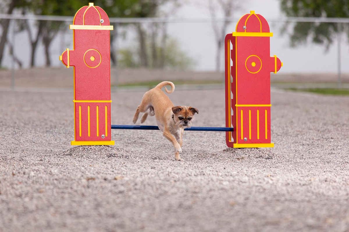 宠物游乐场游戏 (6)