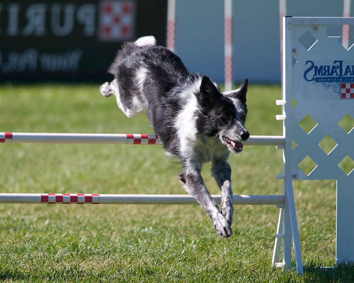 宠物游乐场设备 (1)