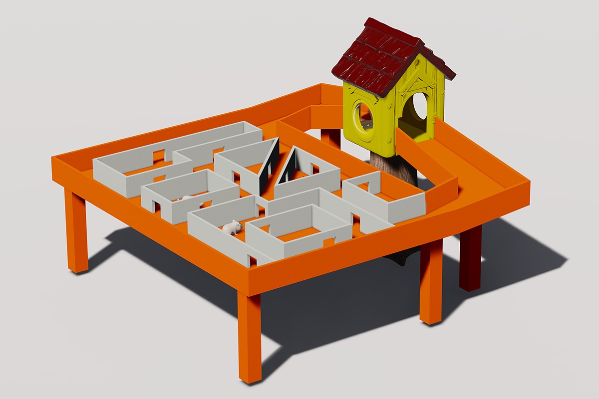 感官丰富豚鼠迷宫 (1)