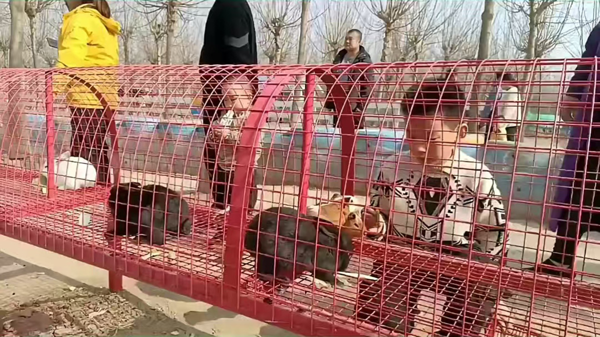 宠物游乐场游戏 (8)