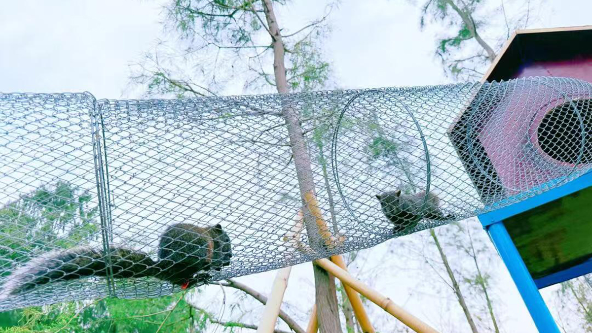 宠物游乐场 (12)