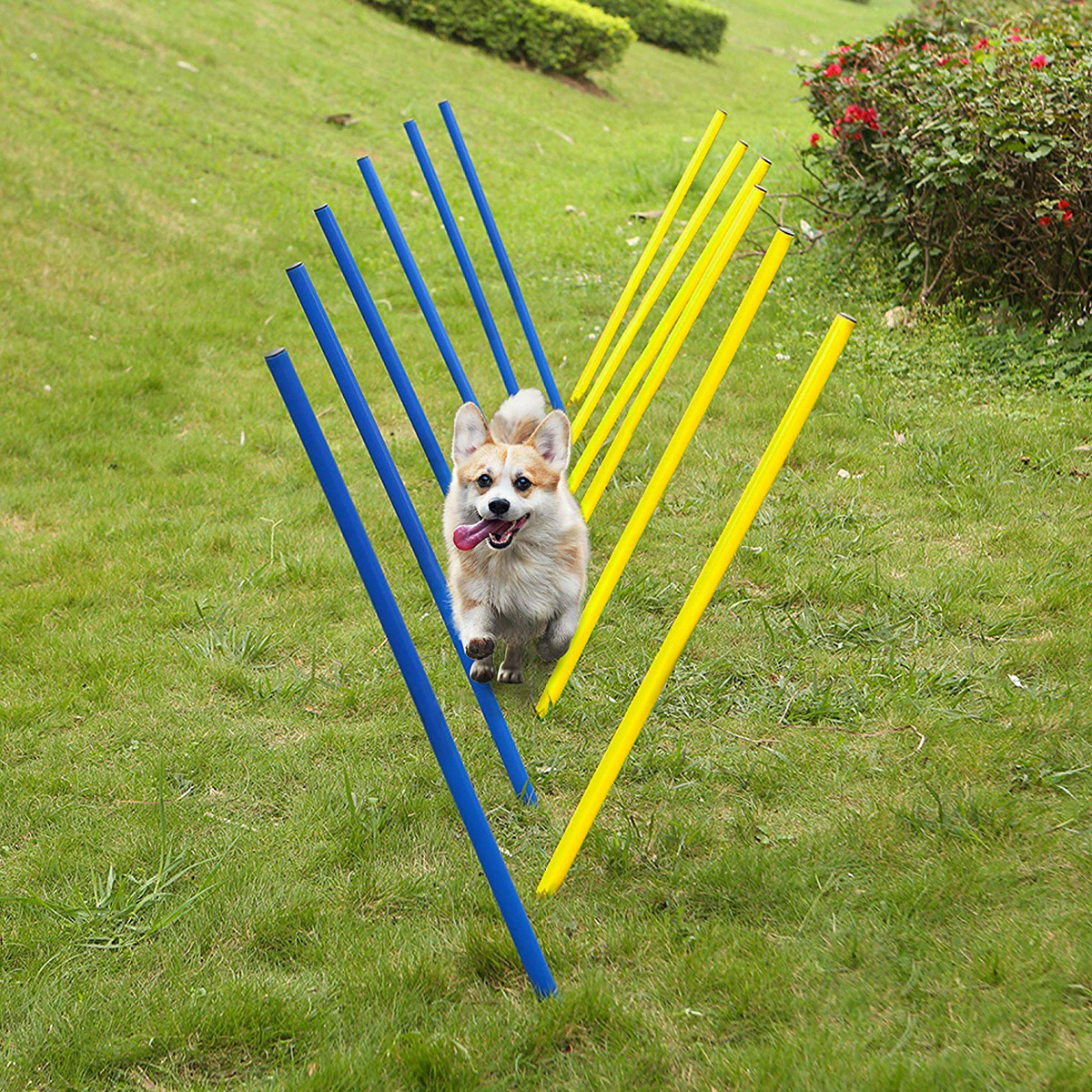 宠物游乐场游戏 (1)