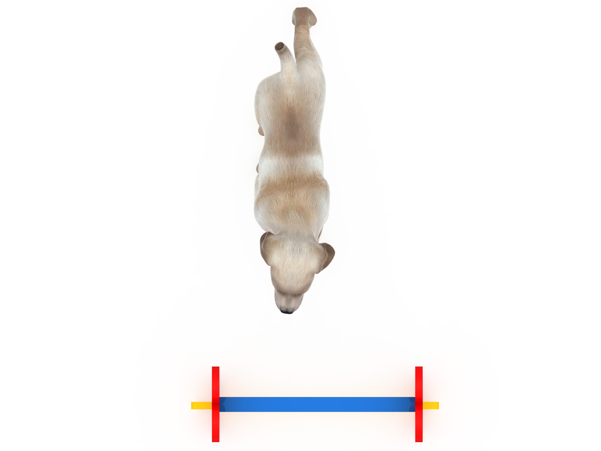 宠物游乐场设备 (2)