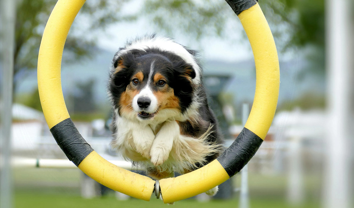 宠物游乐场游戏 (2)