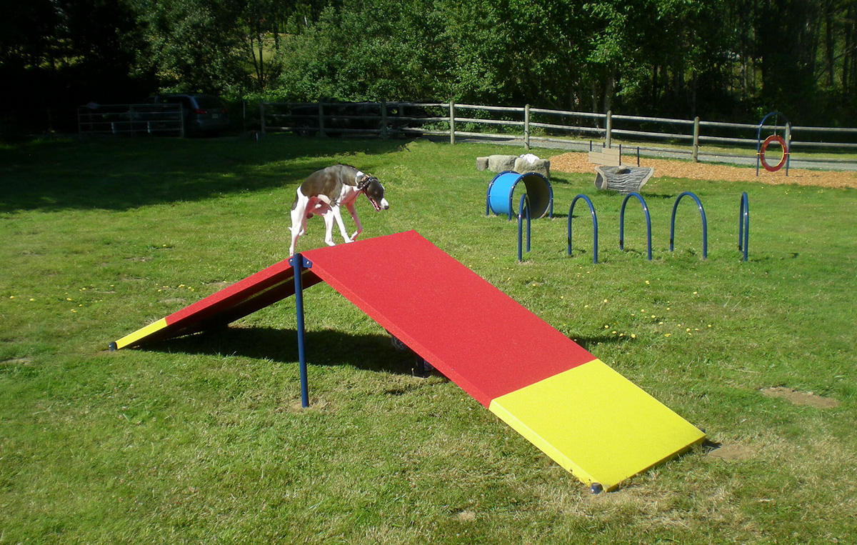 宠物游乐场游戏 (4)