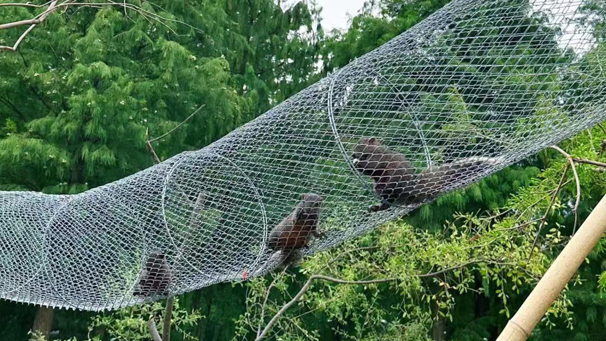 宠物游乐场 (11)